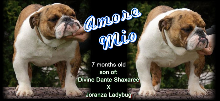 z'eridanu dog love Amore mio