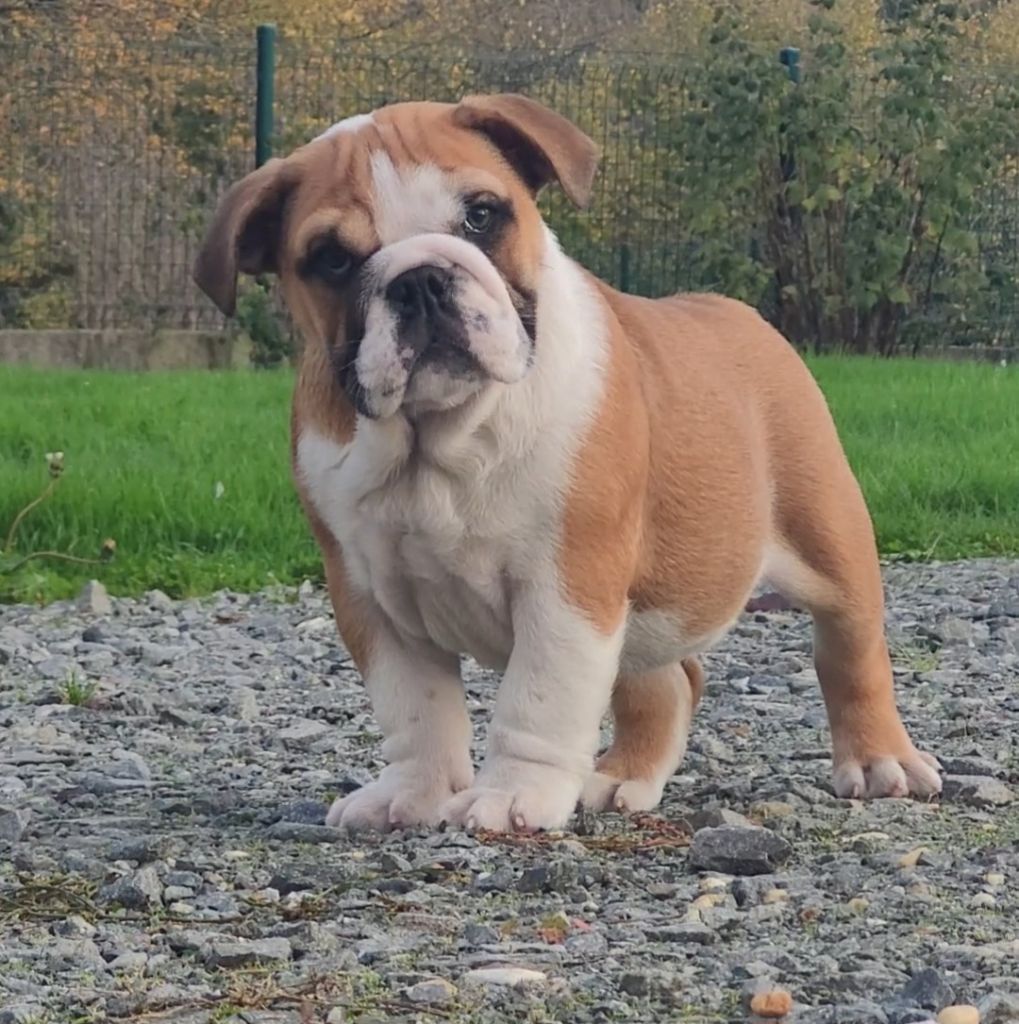 De la Cour des Molosses - Chiot disponible  - Bulldog Anglais