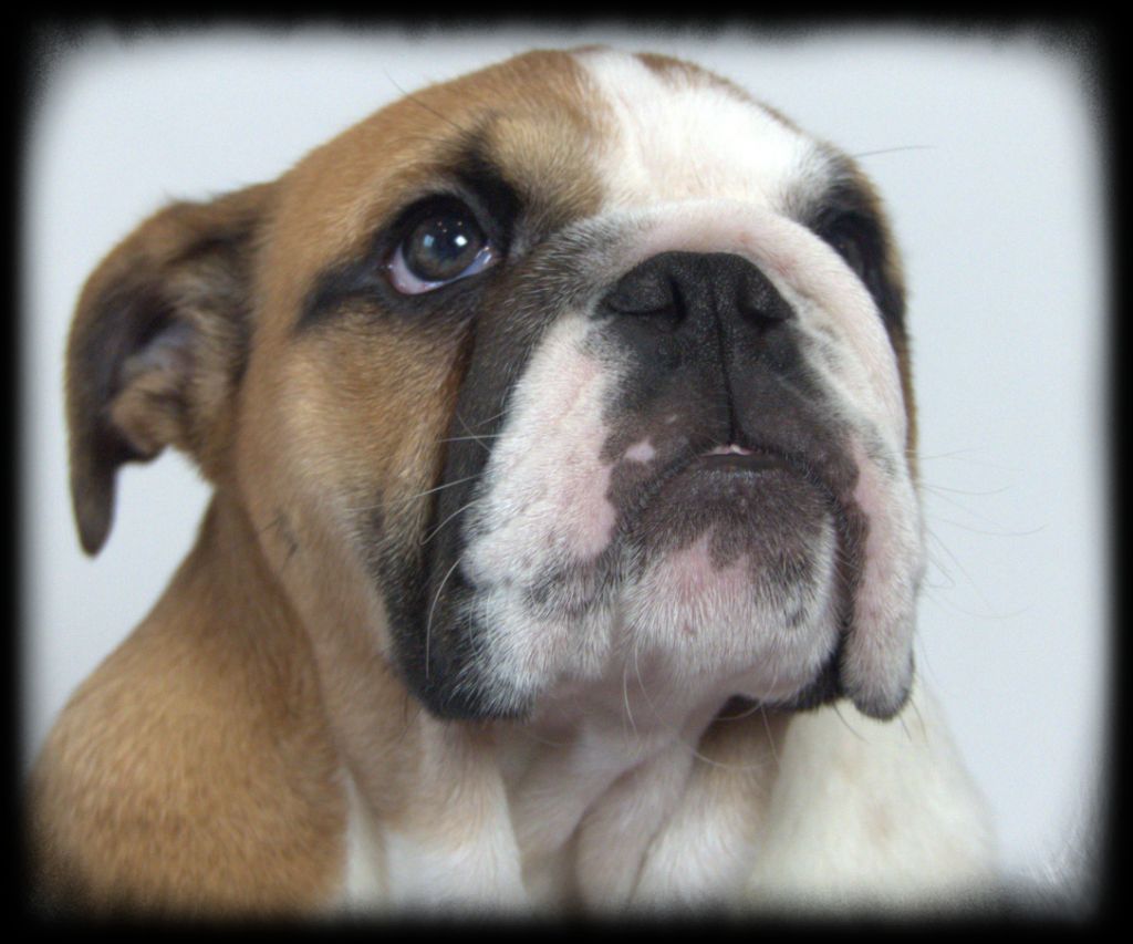 De la Cour des Molosses - Chiot disponible  - Bulldog Anglais