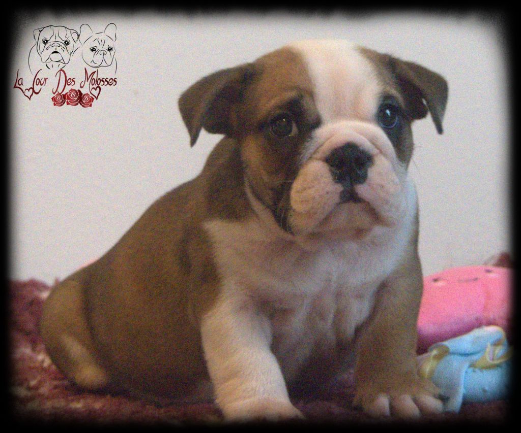 De la Cour des Molosses - Chiot disponible  - Bulldog Anglais