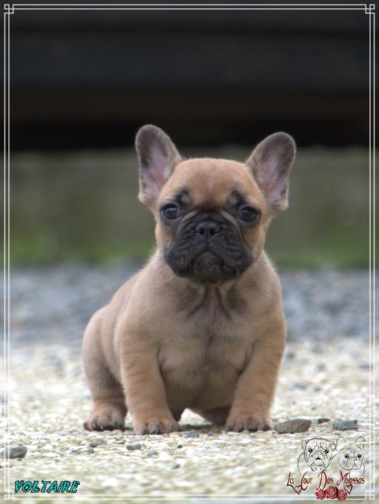 De la Cour des Molosses - Chiot disponible  - Bouledogue français