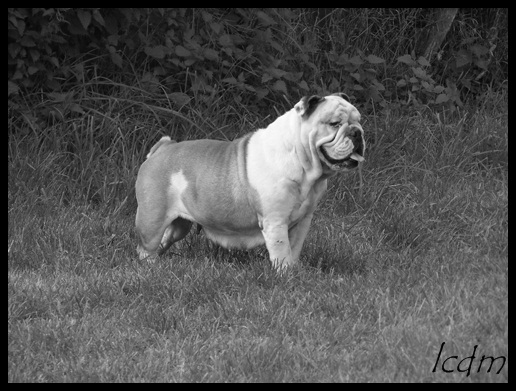 Divine de l'ère du Meiji