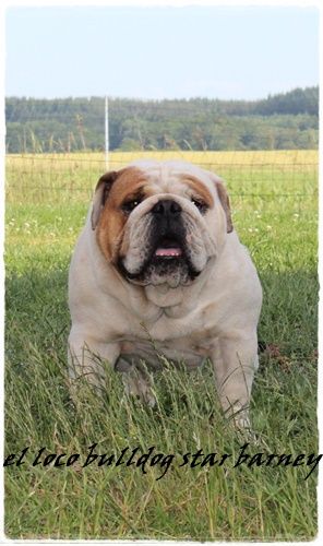 el loco bulldog star Barney
