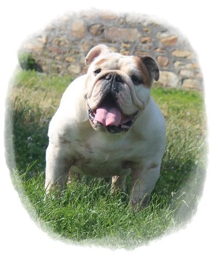 Embrouille dite nikita Sachbulls