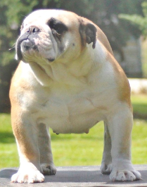 Indochine De la Cour des Molosses