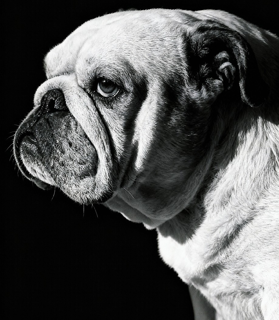 Sirry queen of hearts De la Cour des Molosses