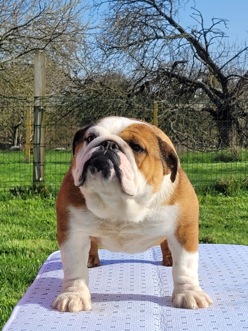 Ariel rose De la Cour des Molosses