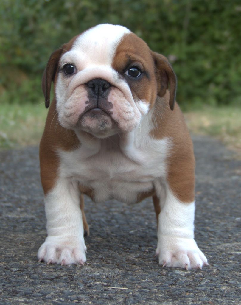 Ariel rose De la Cour des Molosses