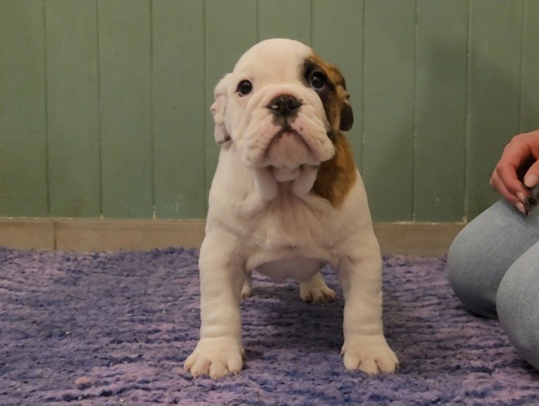 Azazel De la Cour des Molosses