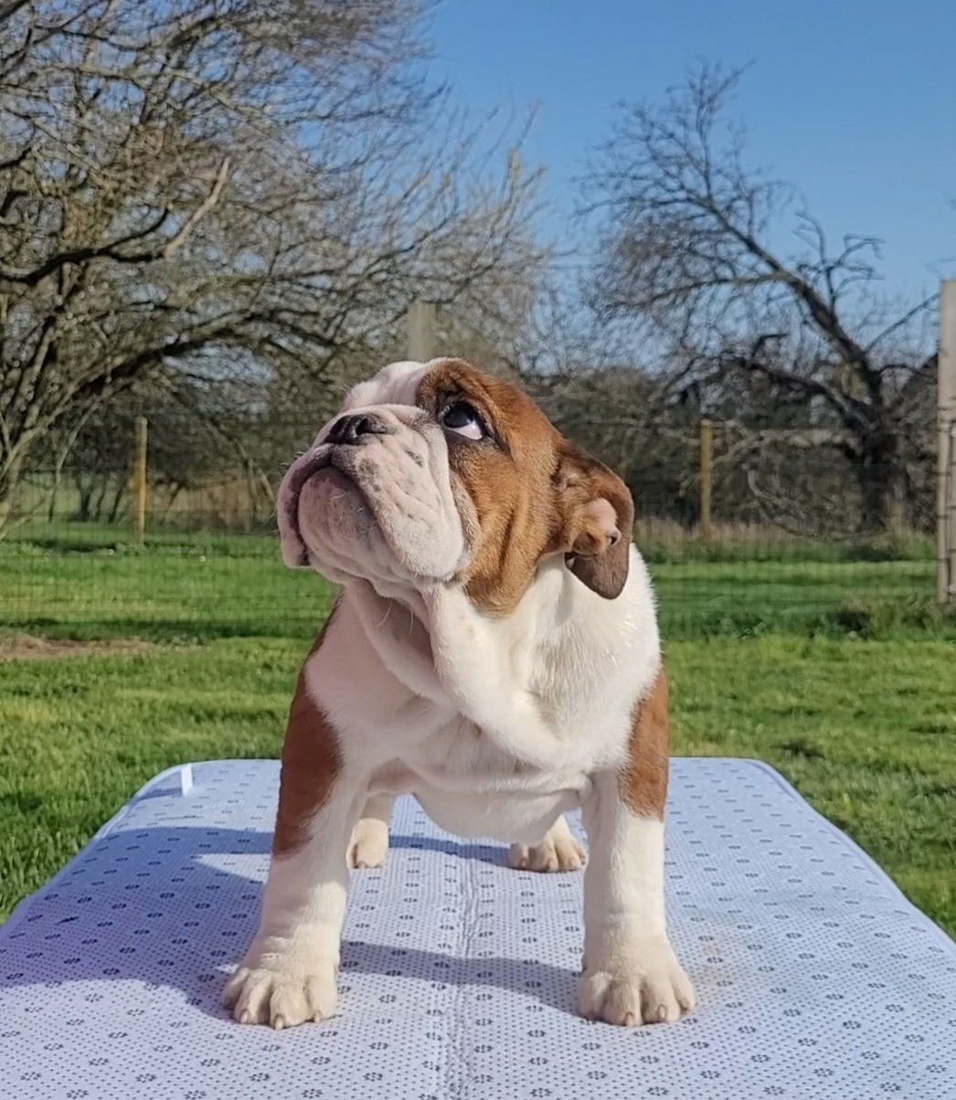 ATOMIK BOMB AS De la Cour des Molosses