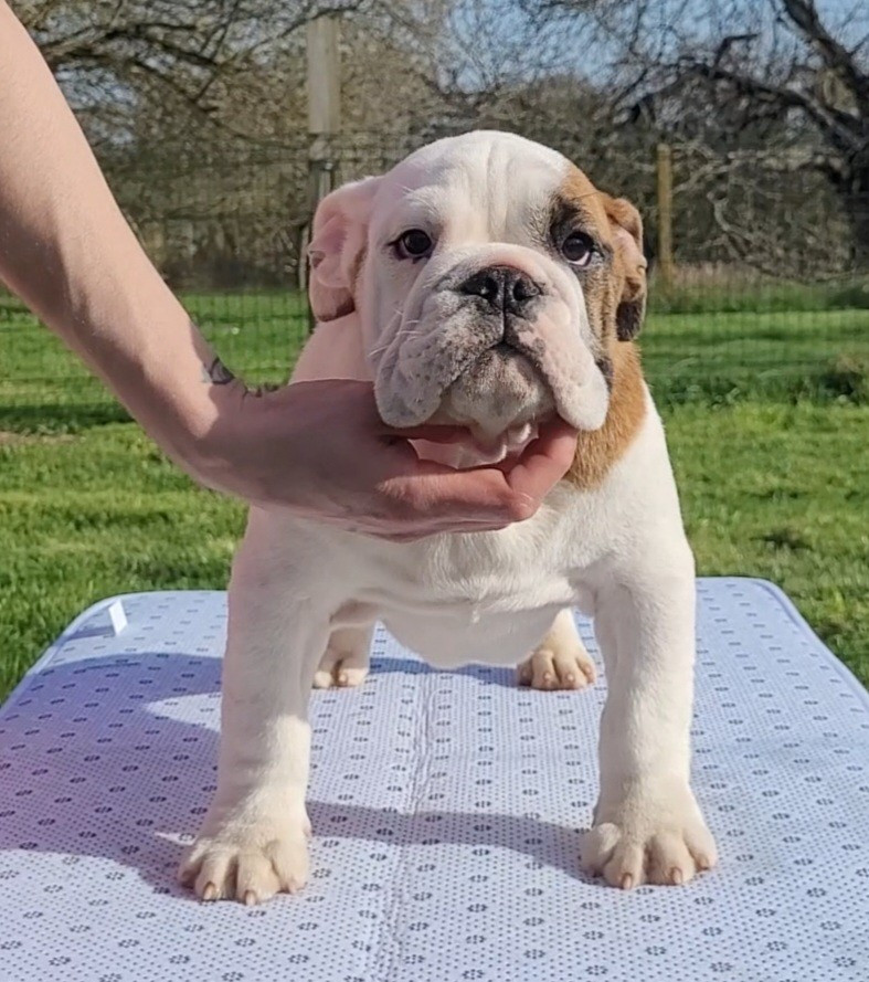 Azazel De la Cour des Molosses