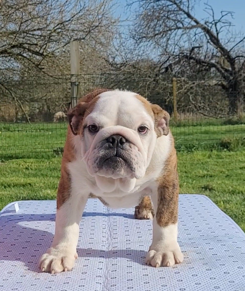 As de c ur De la Cour des Molosses