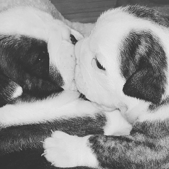 De la Cour des Molosses - bebes