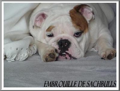 De la Cour des Molosses - embrouille de sachbulls