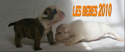 De la Cour des Molosses - LES BEBES