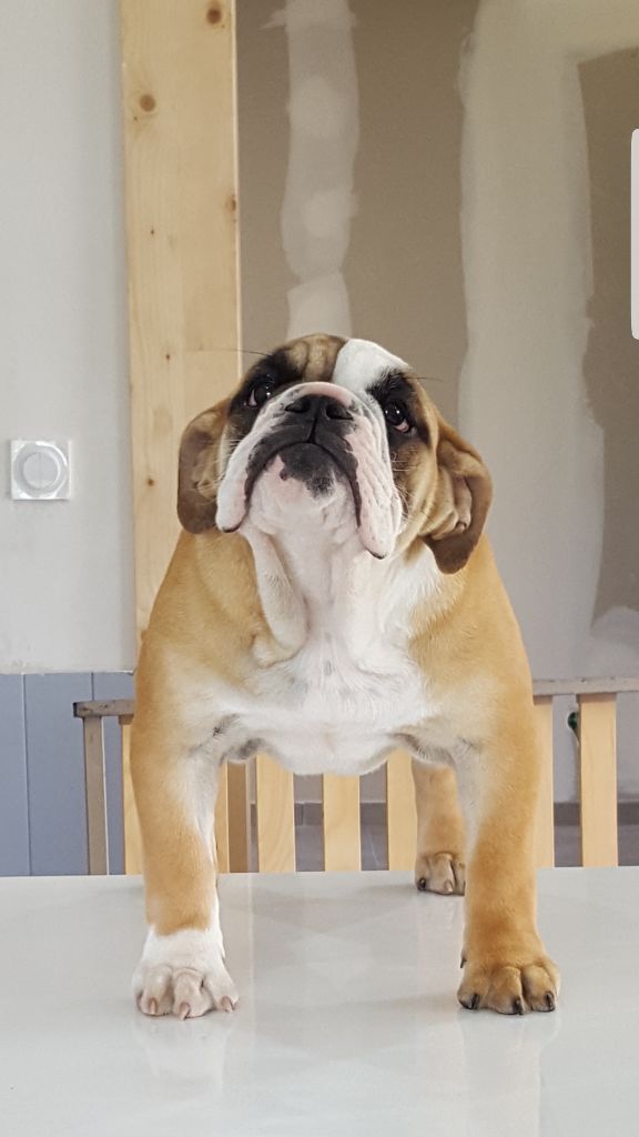 De la Cour des Molosses - Chiot disponible