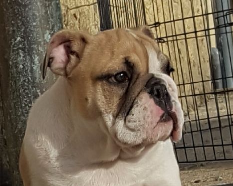 De la Cour des Molosses - Chiot disponible