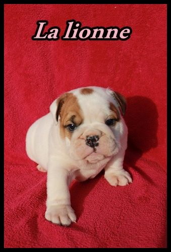 De la Cour des Molosses - chiots bulldog