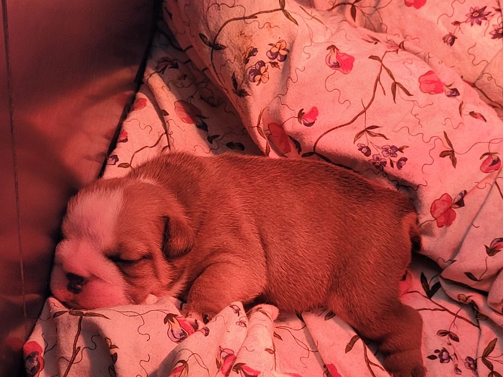 De la Cour des Molosses - Chiots disponibles - Bulldog Anglais