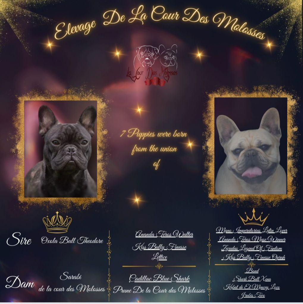 De la Cour des Molosses - Bouledogue français - Portée née le 19/10/2025