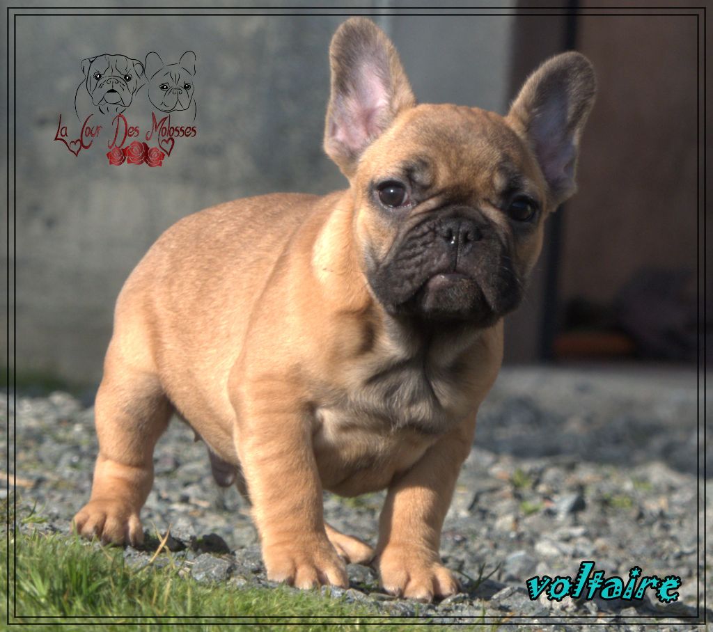 De la Cour des Molosses - Chiots disponibles - Bouledogue français