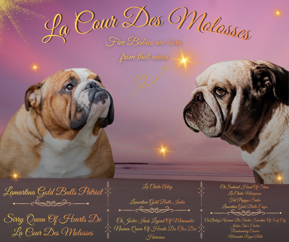Chiot Bulldog Anglais De la Cour des Molosses