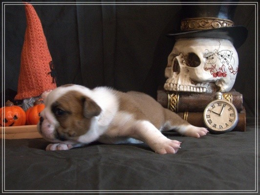 De la Cour des Molosses - Chiots disponibles - Bulldog Anglais