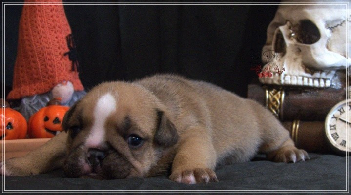 De la Cour des Molosses - Chiots disponibles - Bulldog Anglais