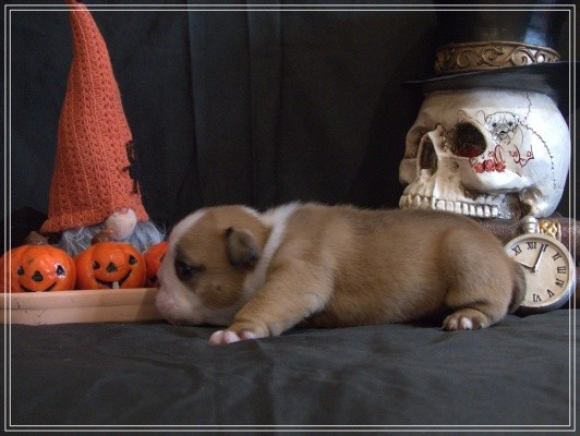 De la Cour des Molosses - Chiots disponibles - Bulldog Anglais