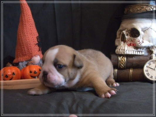 De la Cour des Molosses - Chiots disponibles - Bulldog Anglais