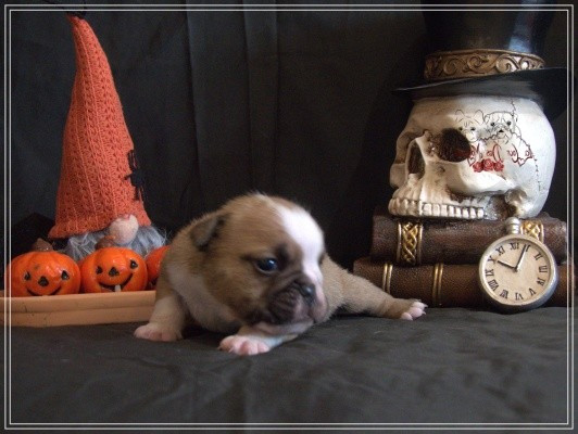 De la Cour des Molosses - Chiots disponibles - Bulldog Anglais