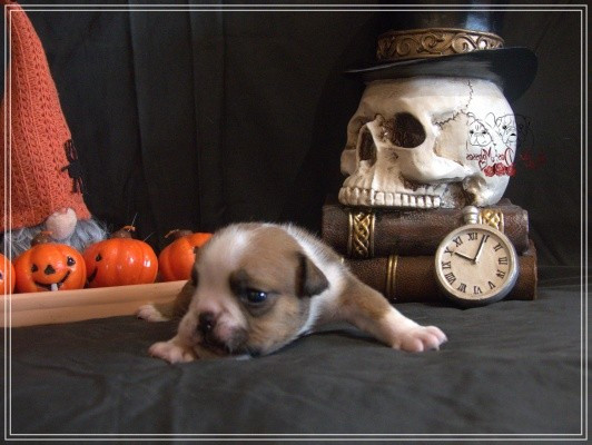 De la Cour des Molosses - Chiots disponibles - Bulldog Anglais