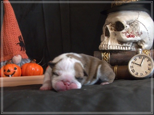 De la Cour des Molosses - Chiots disponibles - Bulldog Anglais