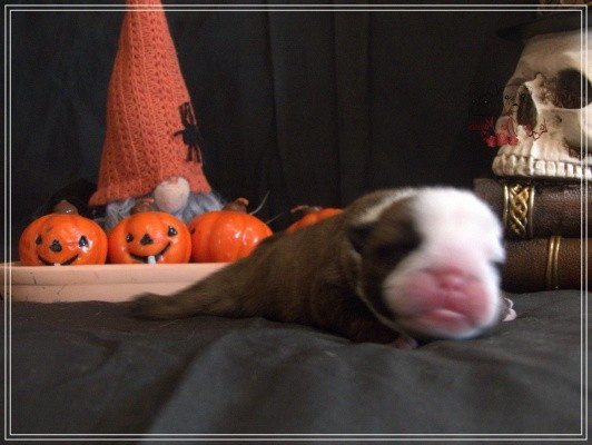 De la Cour des Molosses - Chiots disponibles - Bulldog Anglais