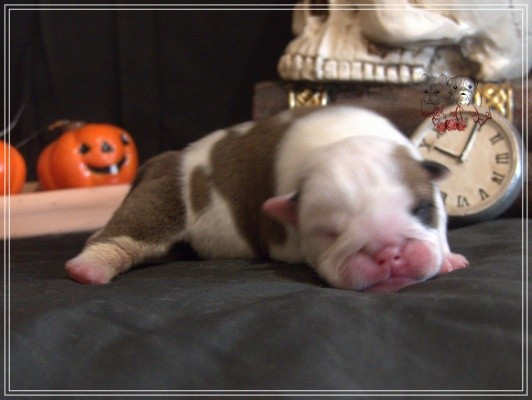 De la Cour des Molosses - Chiots disponibles - Bulldog Anglais
