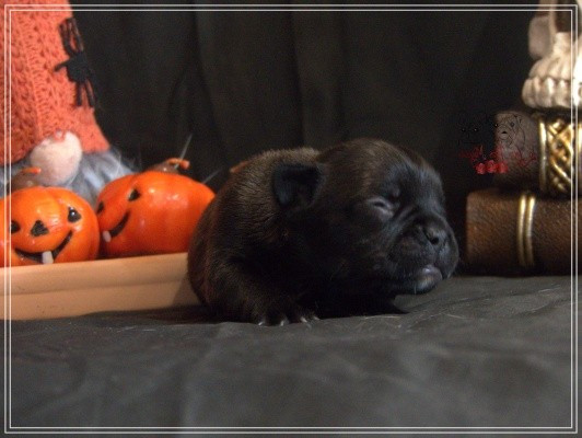 De la Cour des Molosses - Chiots disponibles - Bouledogue français