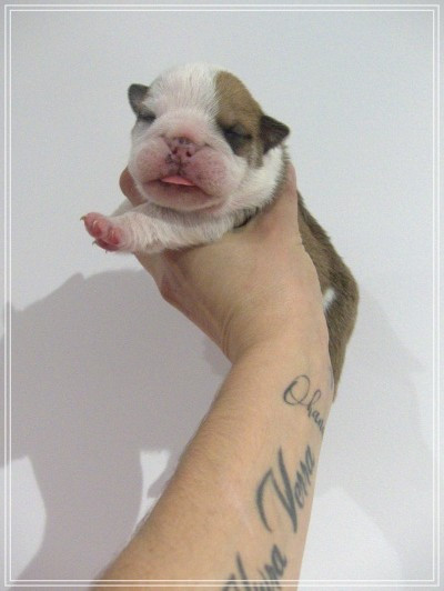 De la Cour des Molosses - Chiots disponibles - Bulldog Anglais