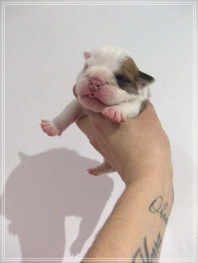 De la Cour des Molosses - Chiots disponibles - Bulldog Anglais