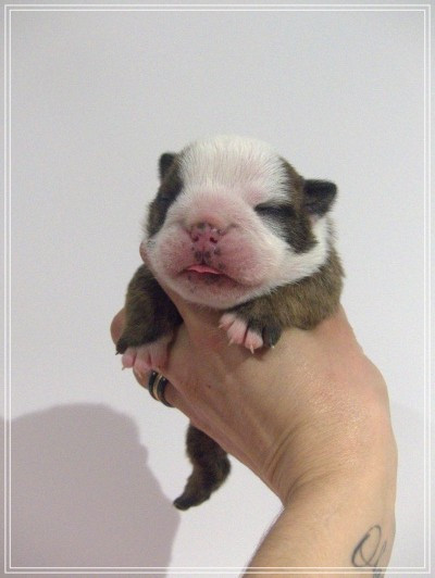 De la Cour des Molosses - Chiots disponibles - Bulldog Anglais