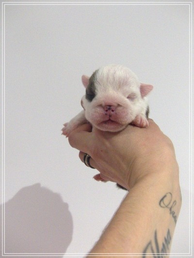 De la Cour des Molosses - Chiots disponibles - Bulldog Anglais