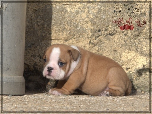 De la Cour des Molosses - Chiots disponibles - Bulldog Anglais