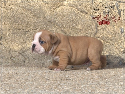 De la Cour des Molosses - Chiots disponibles - Bulldog Anglais
