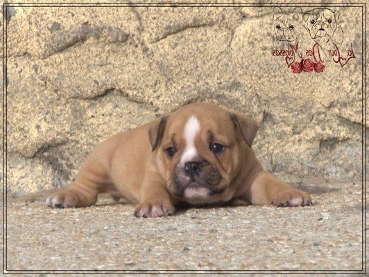 De la Cour des Molosses - Chiots disponibles - Bulldog Anglais