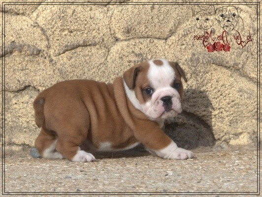 De la Cour des Molosses - Chiots disponibles - Bulldog Anglais