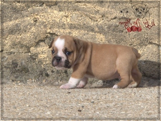 De la Cour des Molosses - Chiots disponibles - Bulldog Anglais