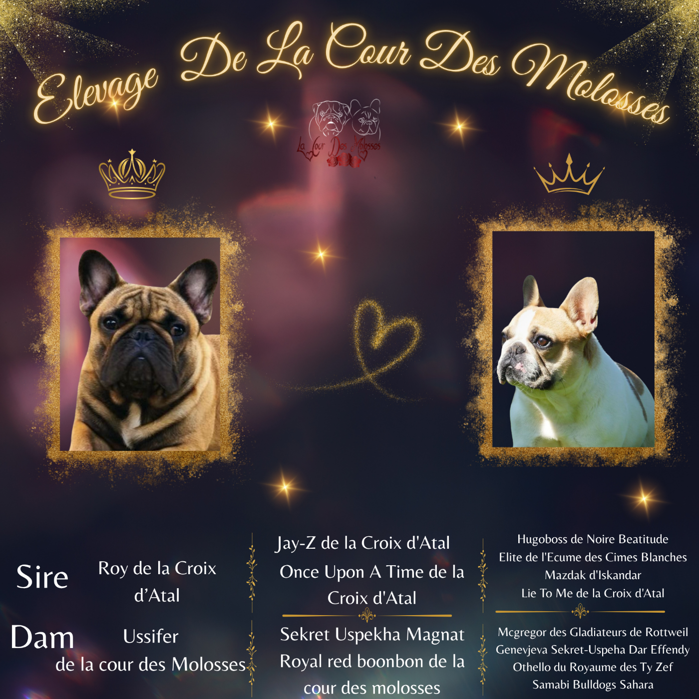 Chiot Bouledogue français De la Cour des Molosses