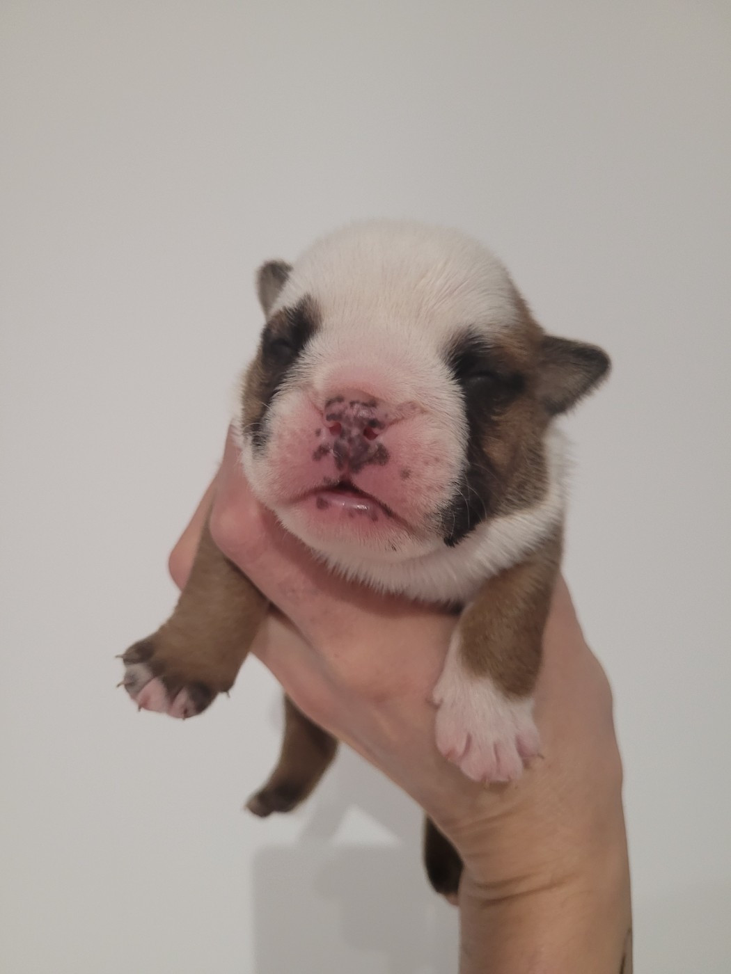 De la Cour des Molosses - Chiots disponibles - Bulldog Anglais