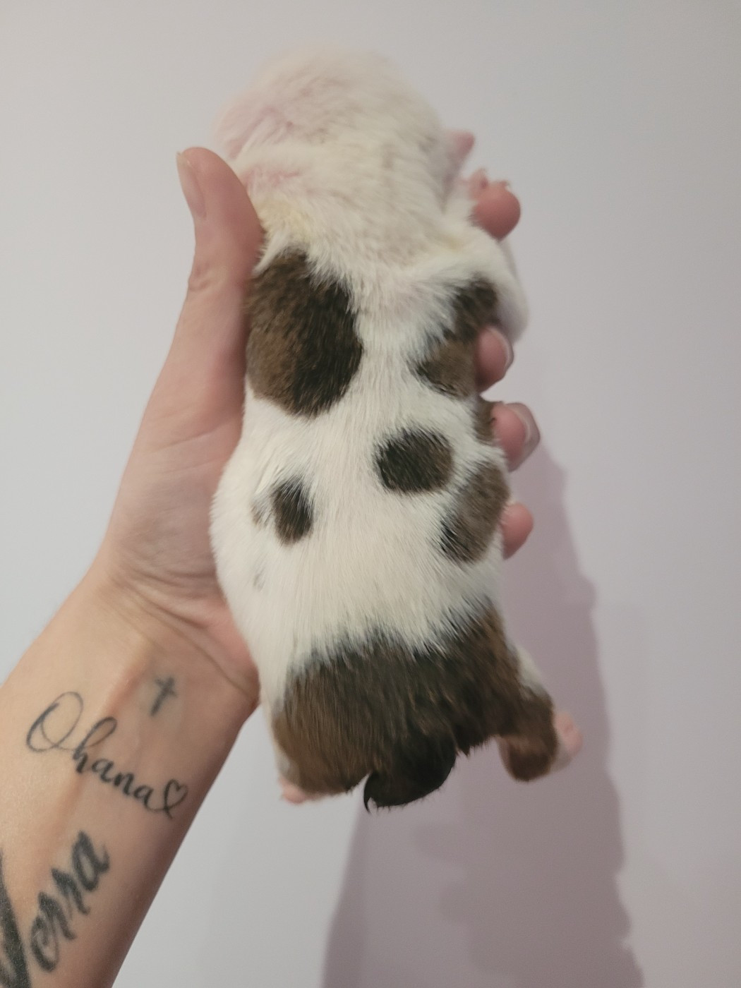 De la Cour des Molosses - Chiots disponibles - Bulldog Anglais