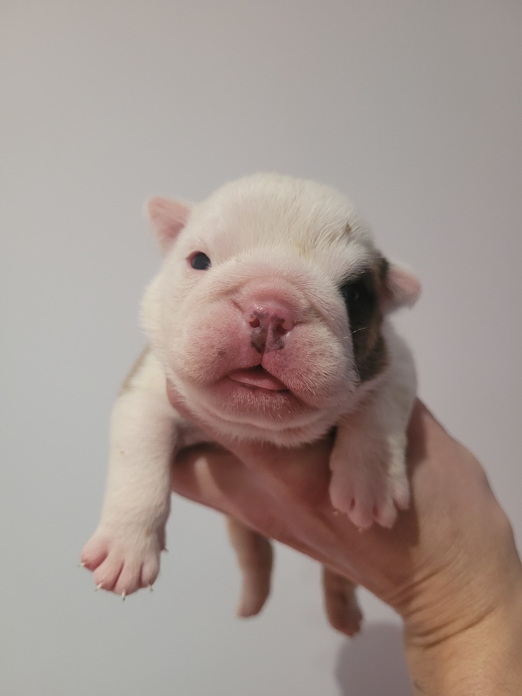 De la Cour des Molosses - Chiots disponibles - Bulldog Anglais