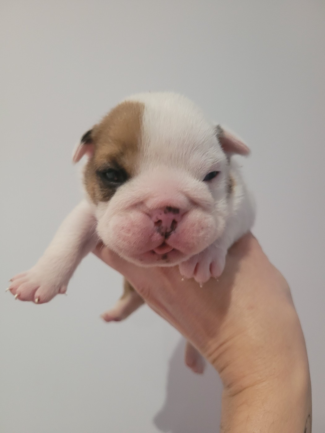 De la Cour des Molosses - Chiots disponibles - Bulldog Anglais